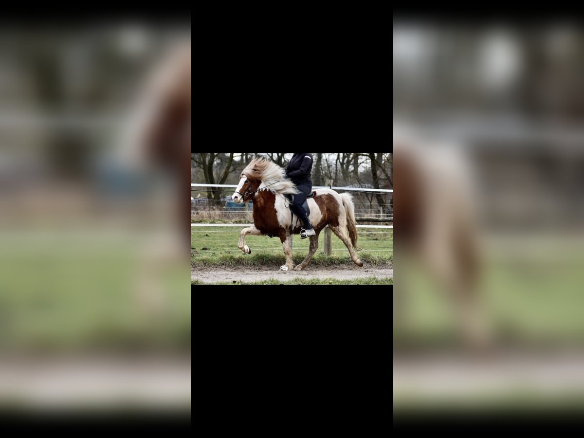 Islandpferd Stute 9 Jahre 137 cm Schecke in Werl