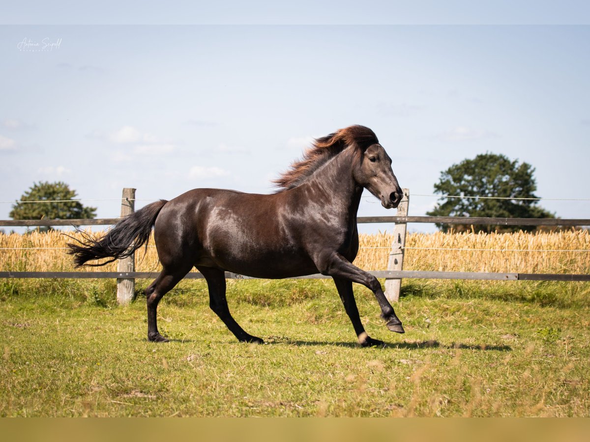 Islandpferd Stute 9 Jahre 138 cm Rappe in Hamburg