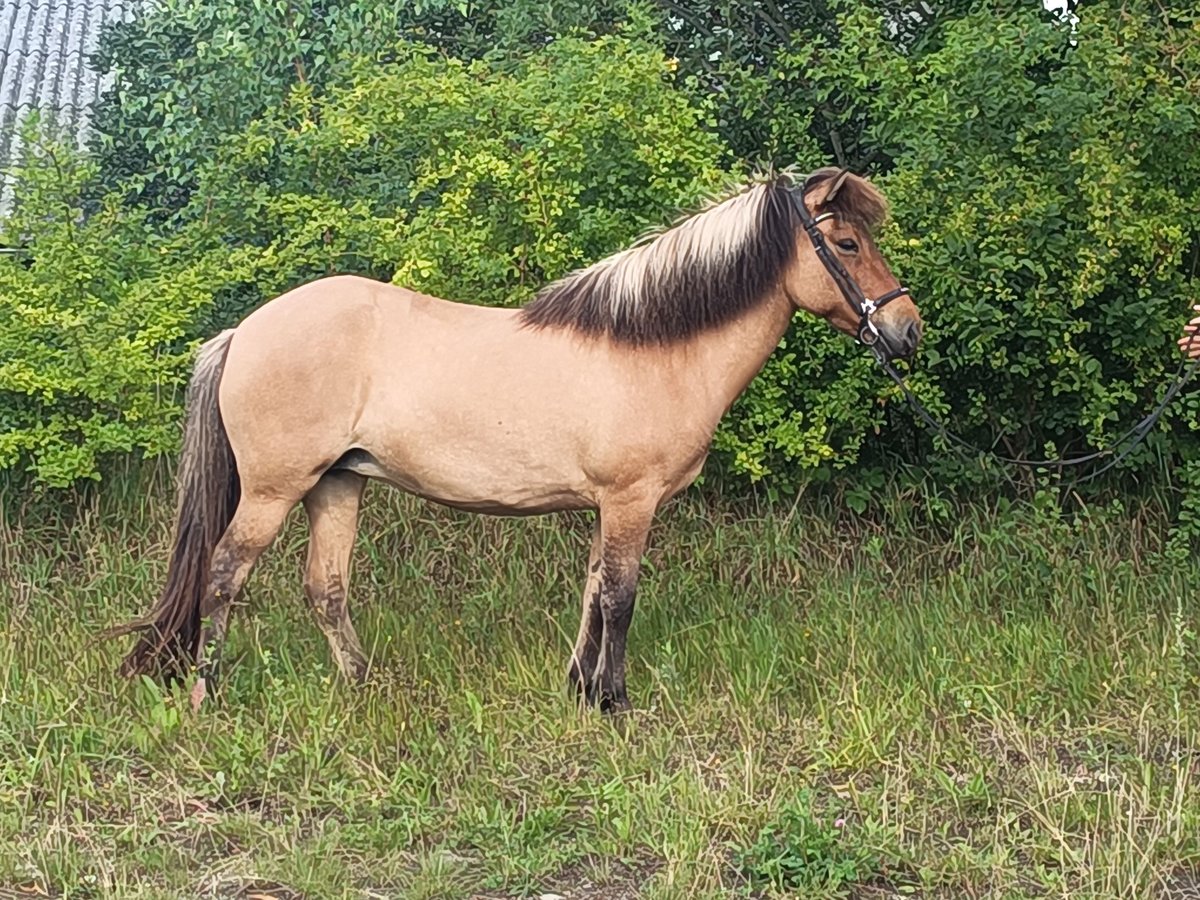 Islandpferd Stute 9 Jahre 139 cm Falbe in Kasseedorf