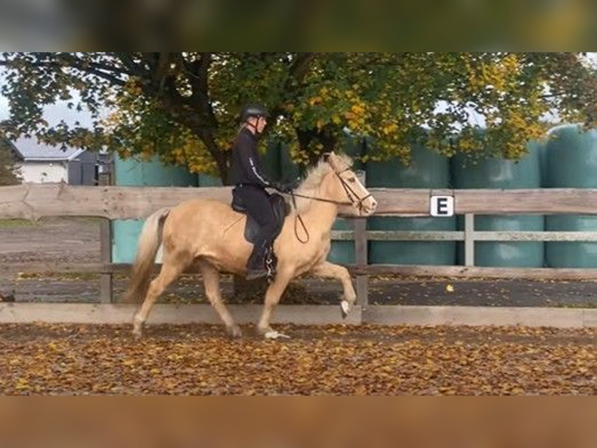 Islandpferd Stute 9 Jahre 140 cm Palomino in Schneverdingen