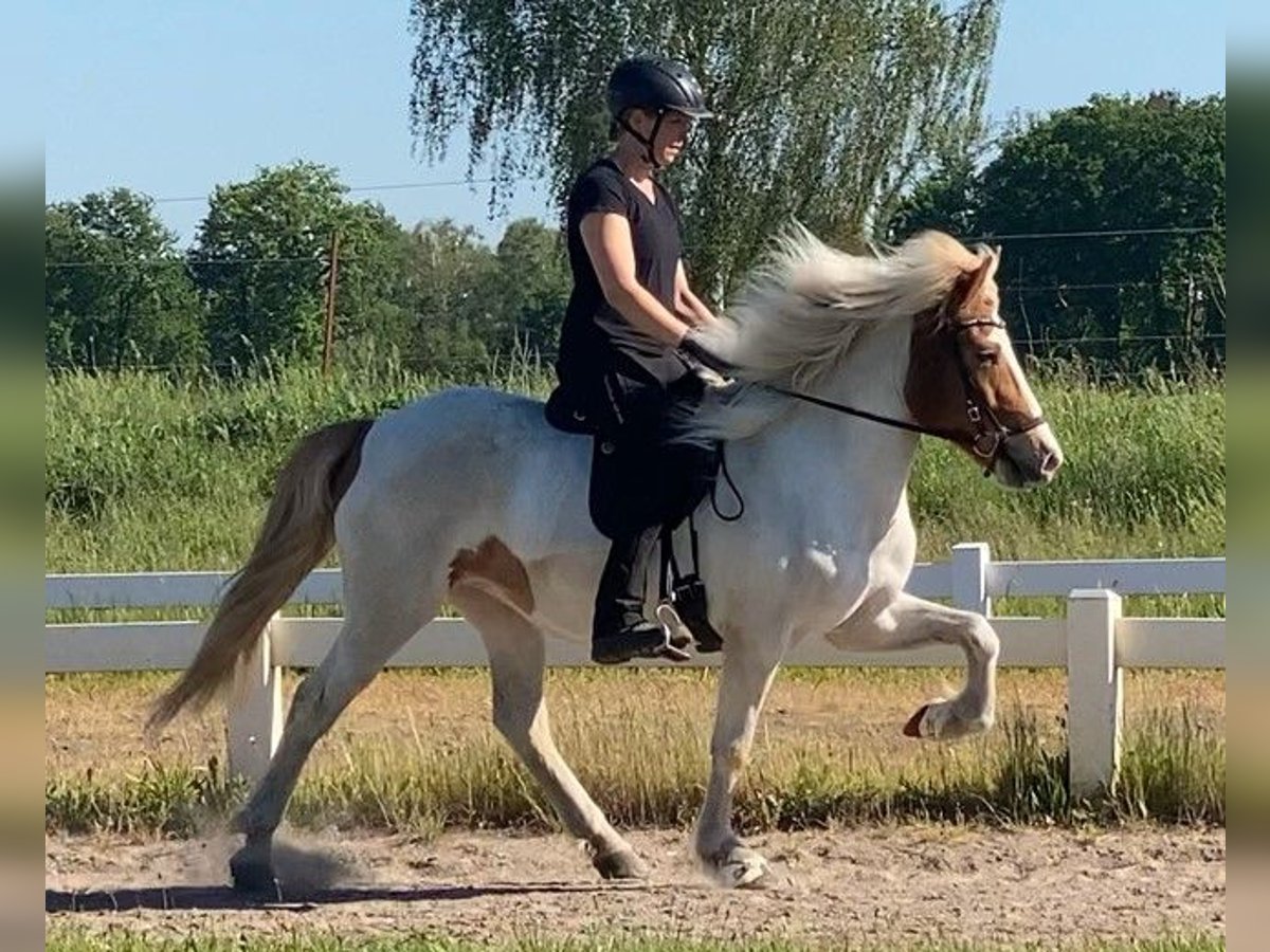 Islandpferd Stute 9 Jahre 142 cm Schecke in Schneverdingen