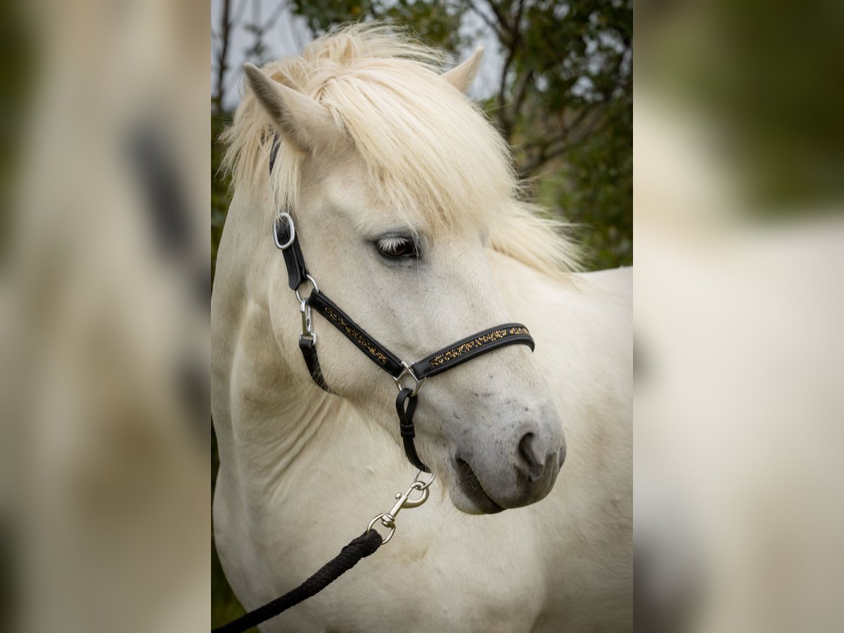 Islandpferd Stute 9 Jahre 142 cm Schimmel in Hvolsv&#xF6;llur