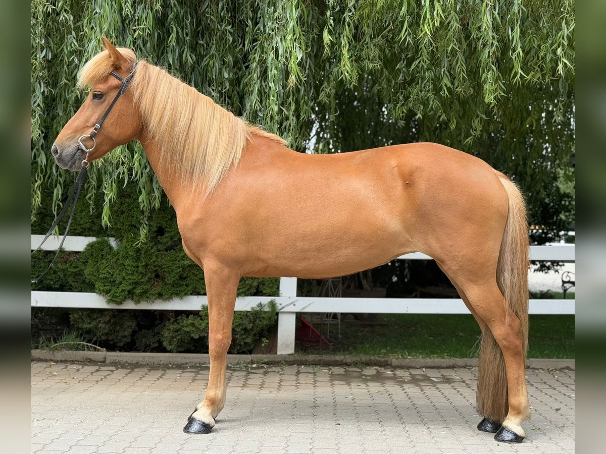 Islandpferd Stute 9 Jahre 145 cm Fuchs in Lochen am See