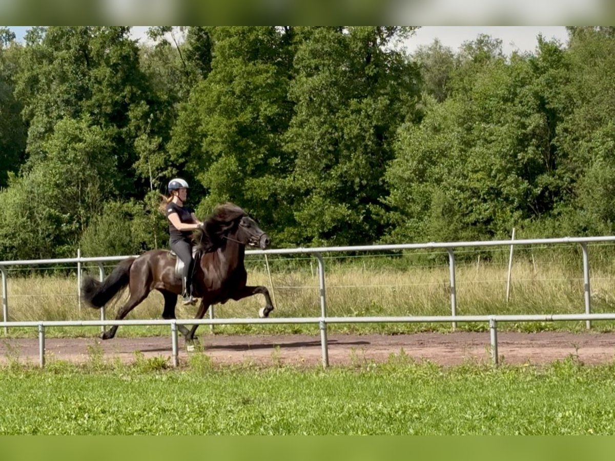 Islandpferd Stute 9 Jahre 145 cm Rappe in Soltau
