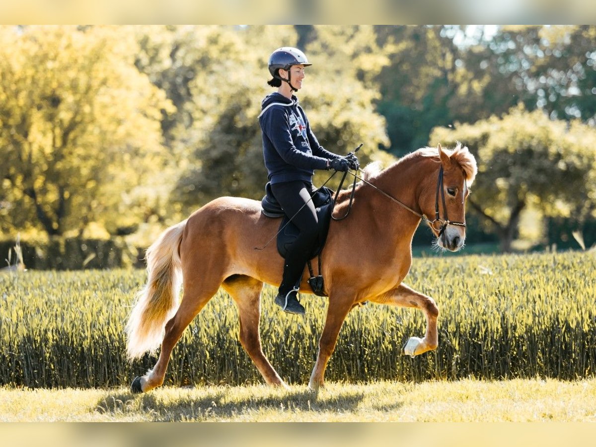 Islandpferd Stute 9 Jahre 146 cm Fuchs in Taufkirchen an der Trattnach