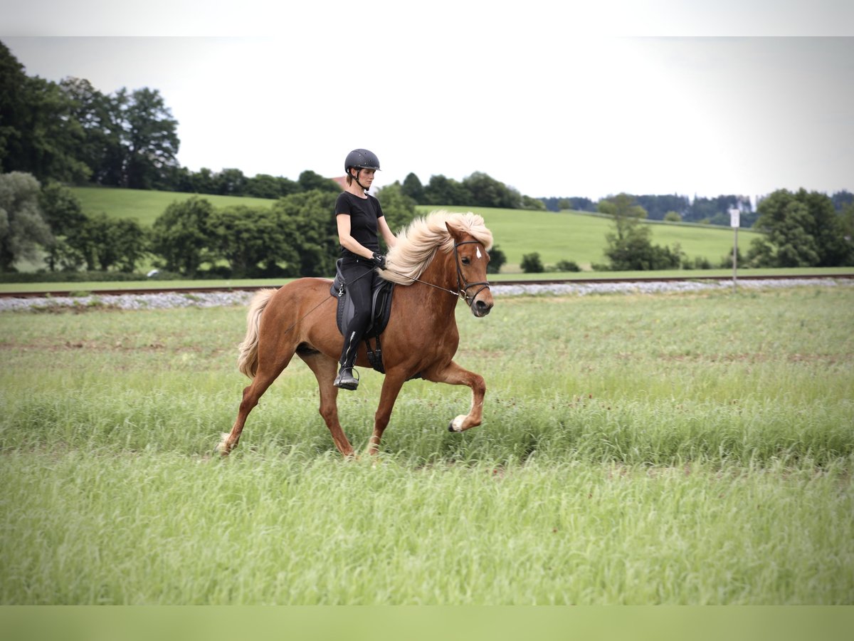 Islandpferd Stute 9 Jahre 152 cm Fuchs in Ebersberg