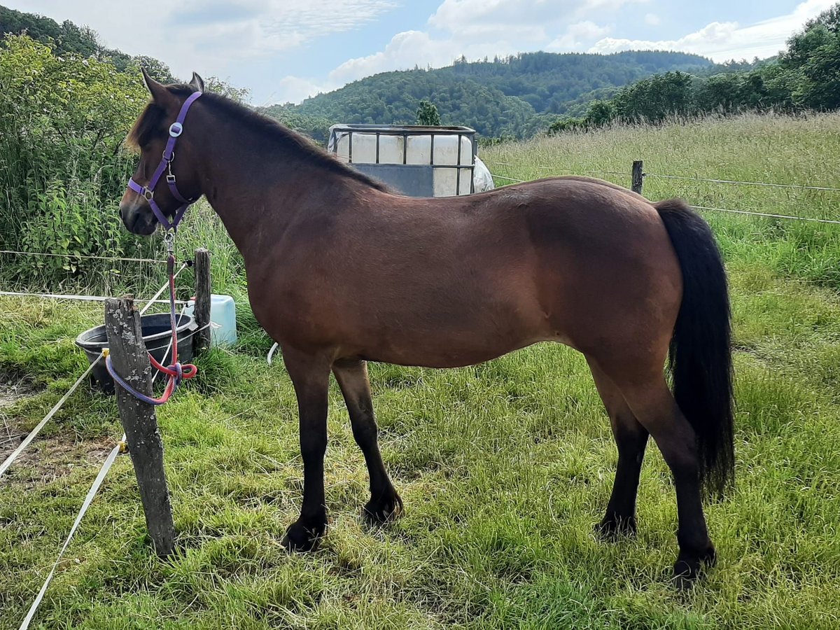 Islandpferd Stute 9 Jahre Brauner in Dillenburg