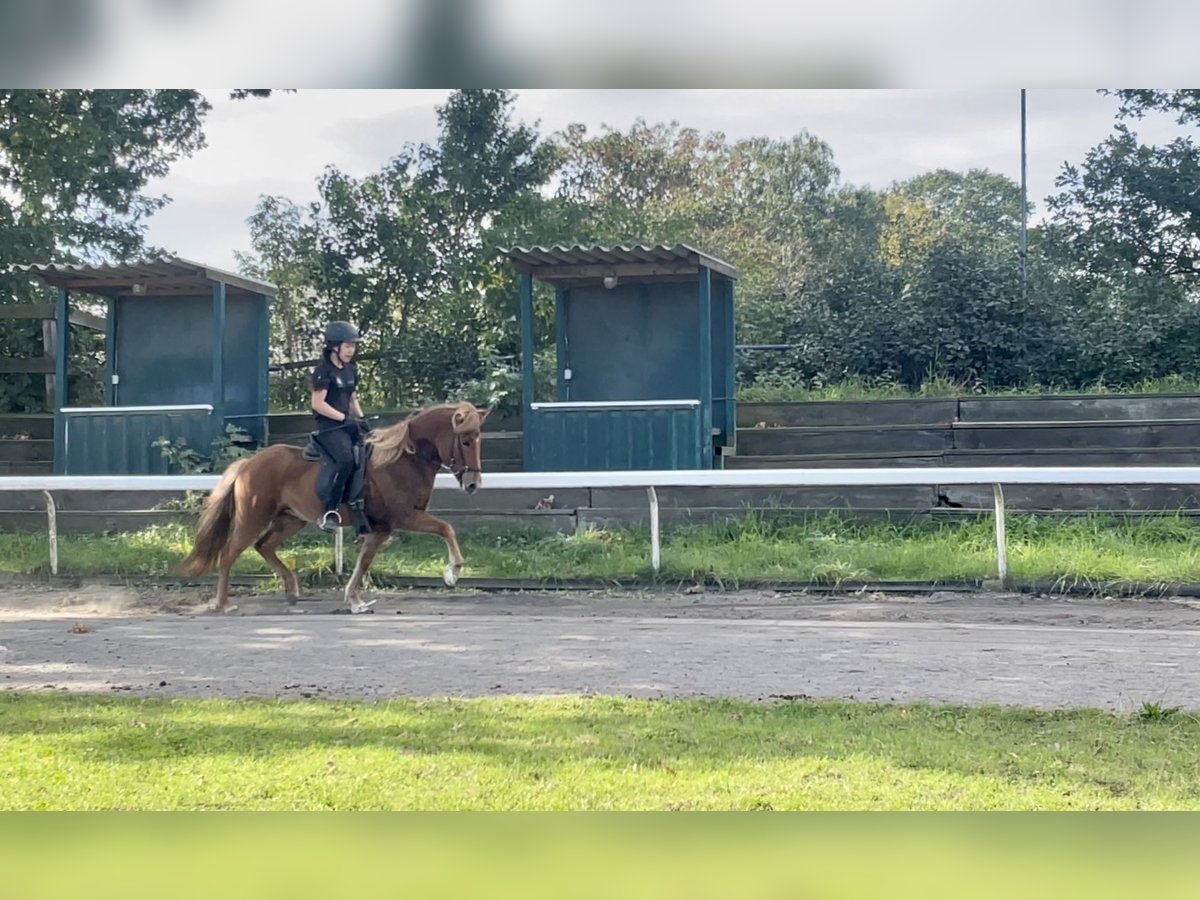 Islandpferd Stute 9 Jahre Fuchs in Stapelfeld