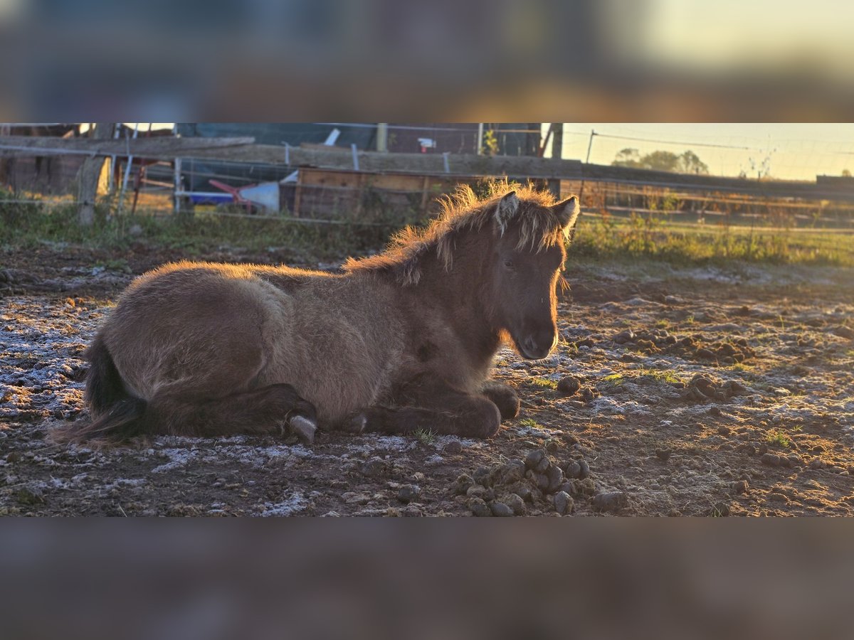 Islandpferd Stute Fohlen (05/2025) 100 cm Falbe in H&#xF6;now