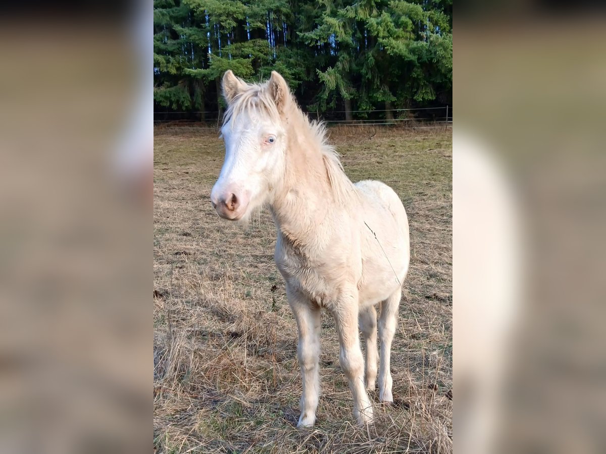 Islandpferd, Stute in Saarland