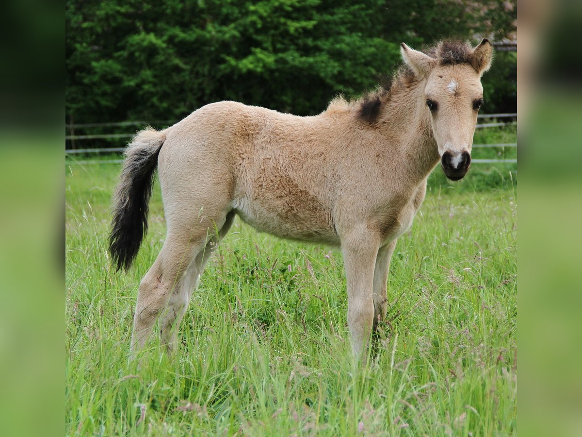 Islandpferd Stute  139 cm Buckskin in Saarland