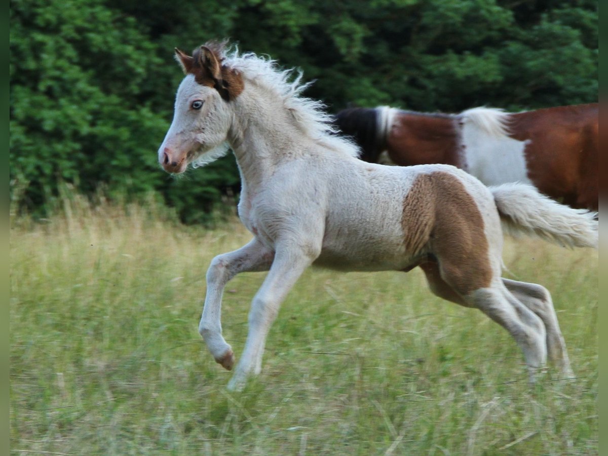 Islandpferd Stute Fohlen (05/2025) 140 cm Schecke in Saarland