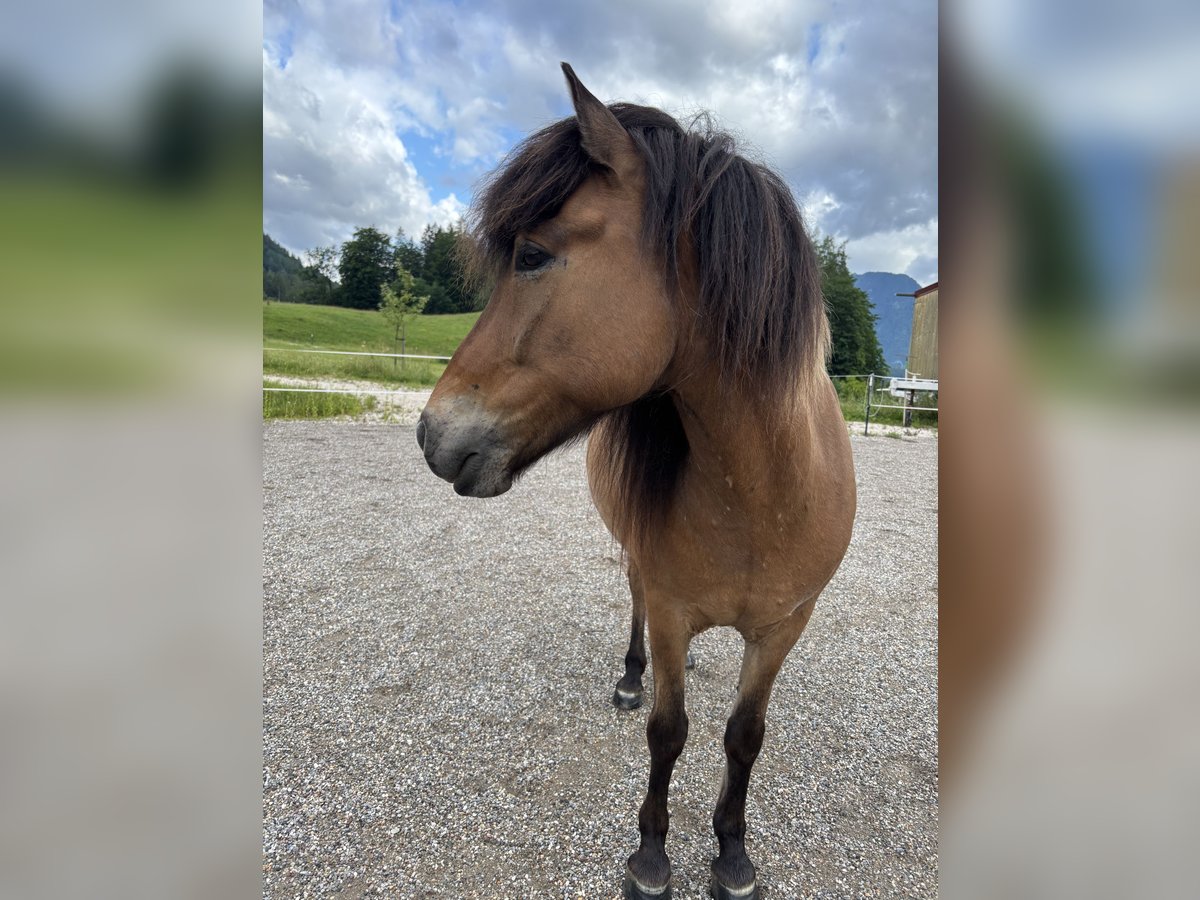 Islandpferd Wallach 10 Jahre 139 cm in Salzburg