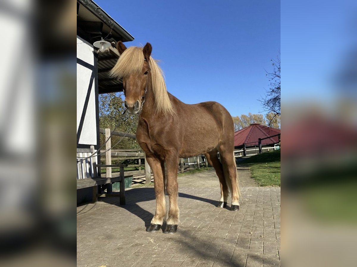 Islandpferd Wallach 10 Jahre 139 cm Fuchs in Wertheim
