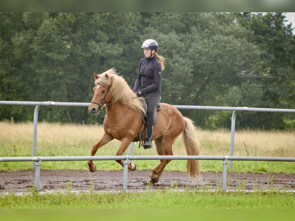 Islandpferd Wallach 10 Jahre 142 cm Fuchs in Soltau