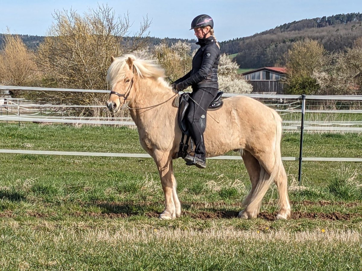 Islandpferd Wallach 10 Jahre 145 cm in Thalmassing