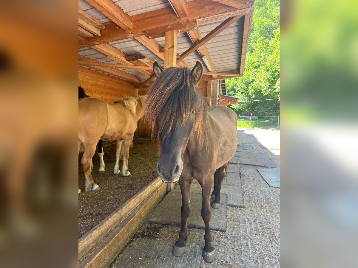 Islandpferd Wallach 10 Jahre in Sta. Maria Val M&#xFC;stair