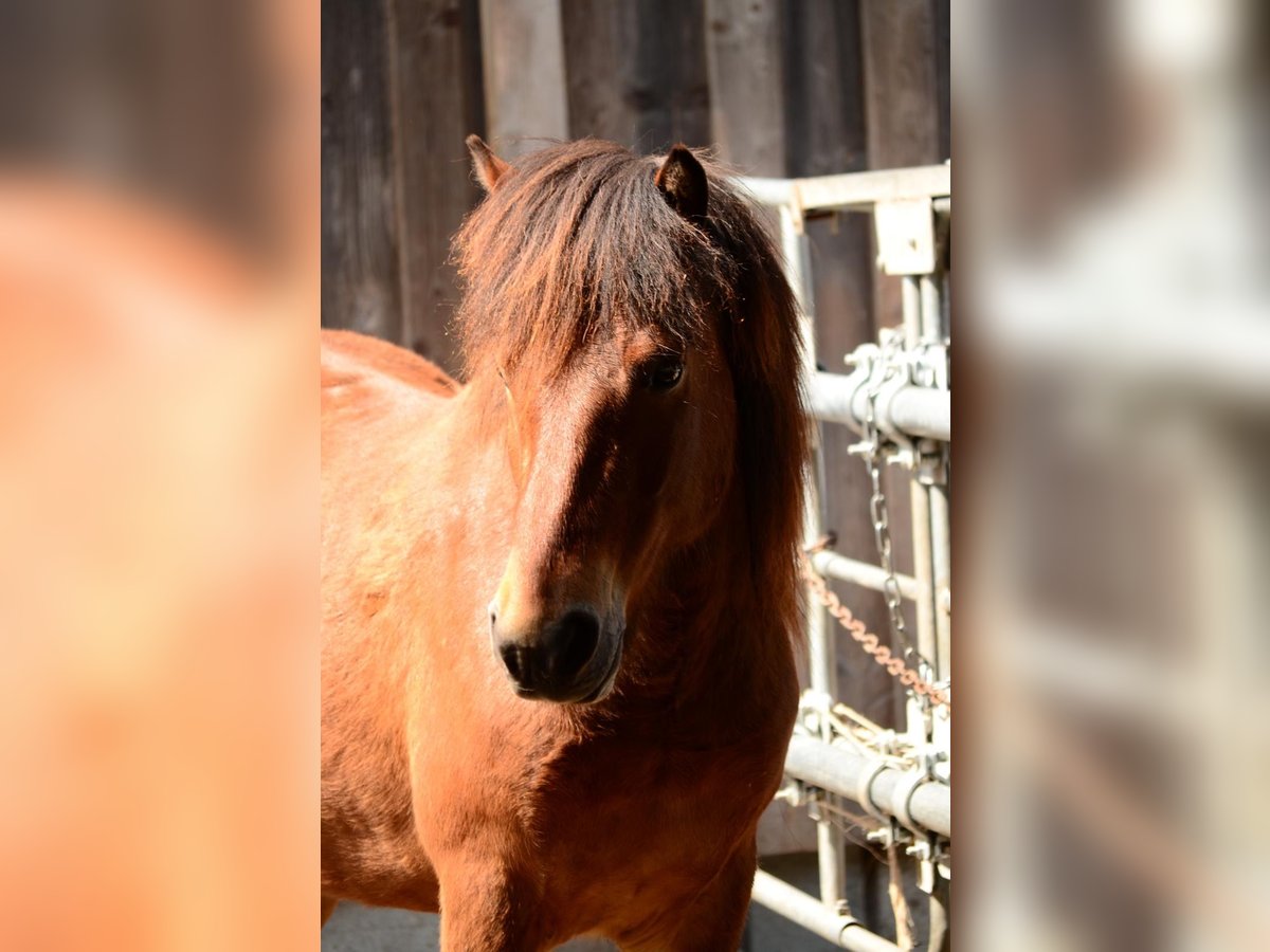 Islandpferd Wallach 11 Jahre 139 cm Brauner in Oberstenfeld