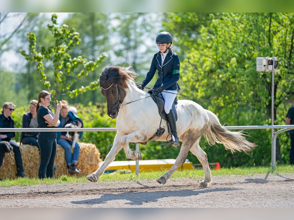 Islandpferd Wallach 11 Jahre 139 cm Schecke in K&#xFC;rten