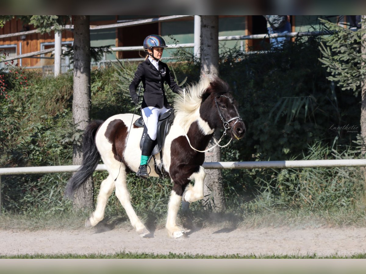 Islandpferd Wallach 11 Jahre 140 cm Schecke in Straßwalchen