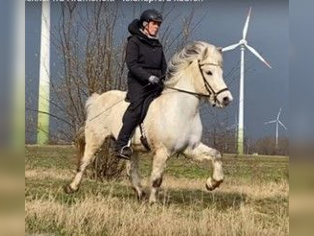 Islandpferd Wallach 11 Jahre 140 cm Schimmel in Schneverdingen