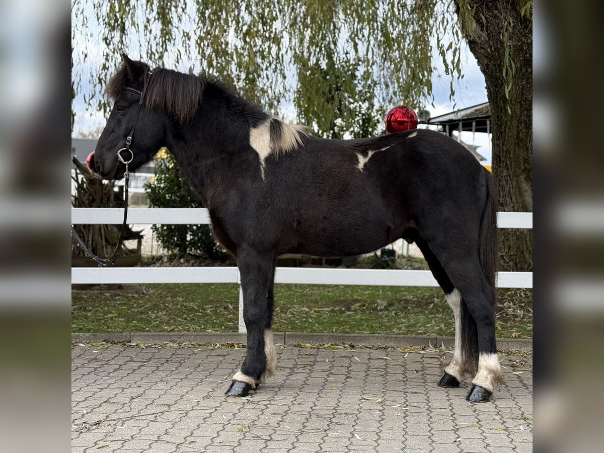 Islandpferd Wallach 11 Jahre 141 cm Schecke in Lochen am See