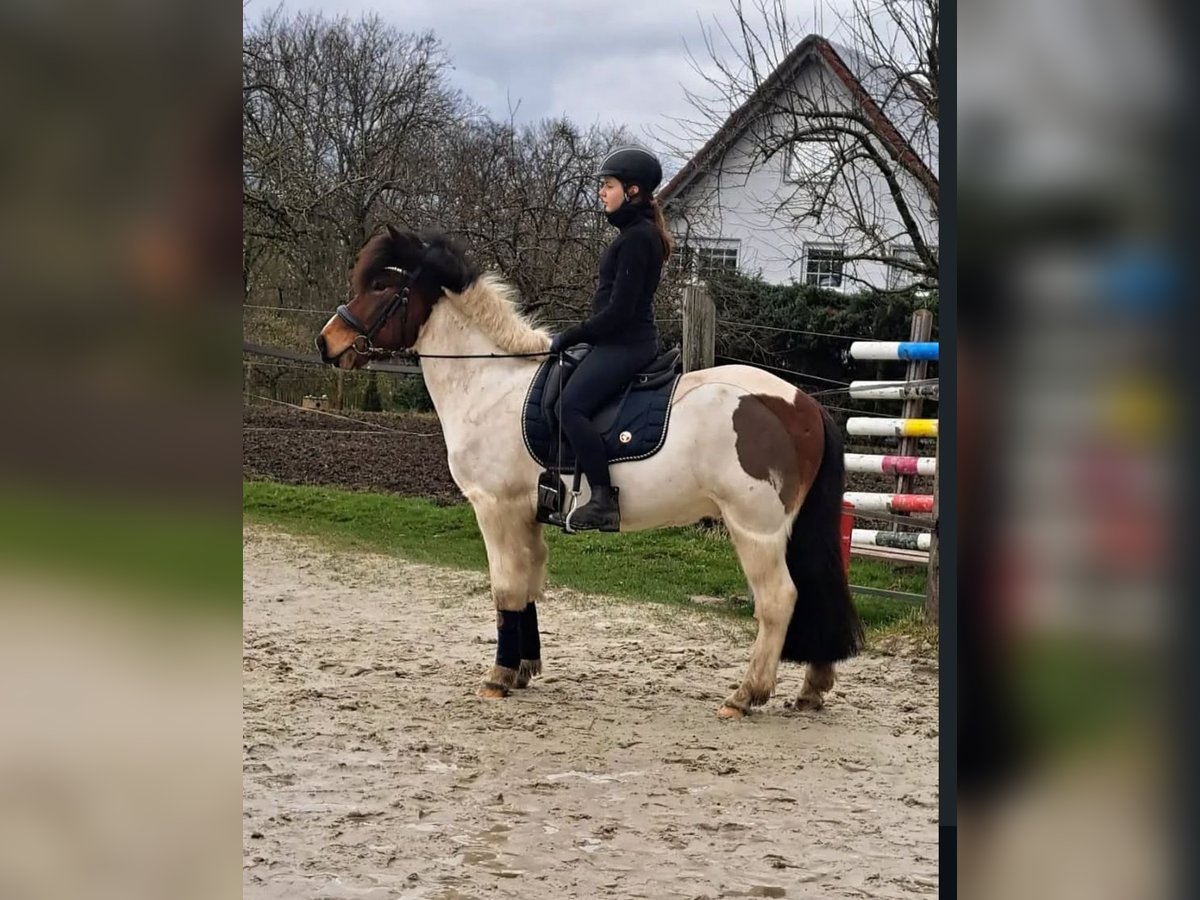 Islandpferd Wallach 11 Jahre 143 cm Schecke in Iserlohn Islandpferd Wallach 11 Jahre 143 cm Schecke in Iserlohn