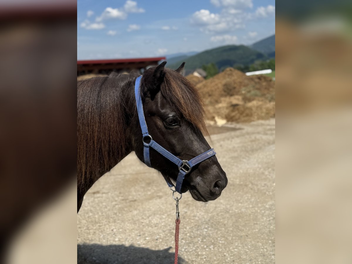 Islandpferd Wallach 11 Jahre 147 cm Rappe in Semriach