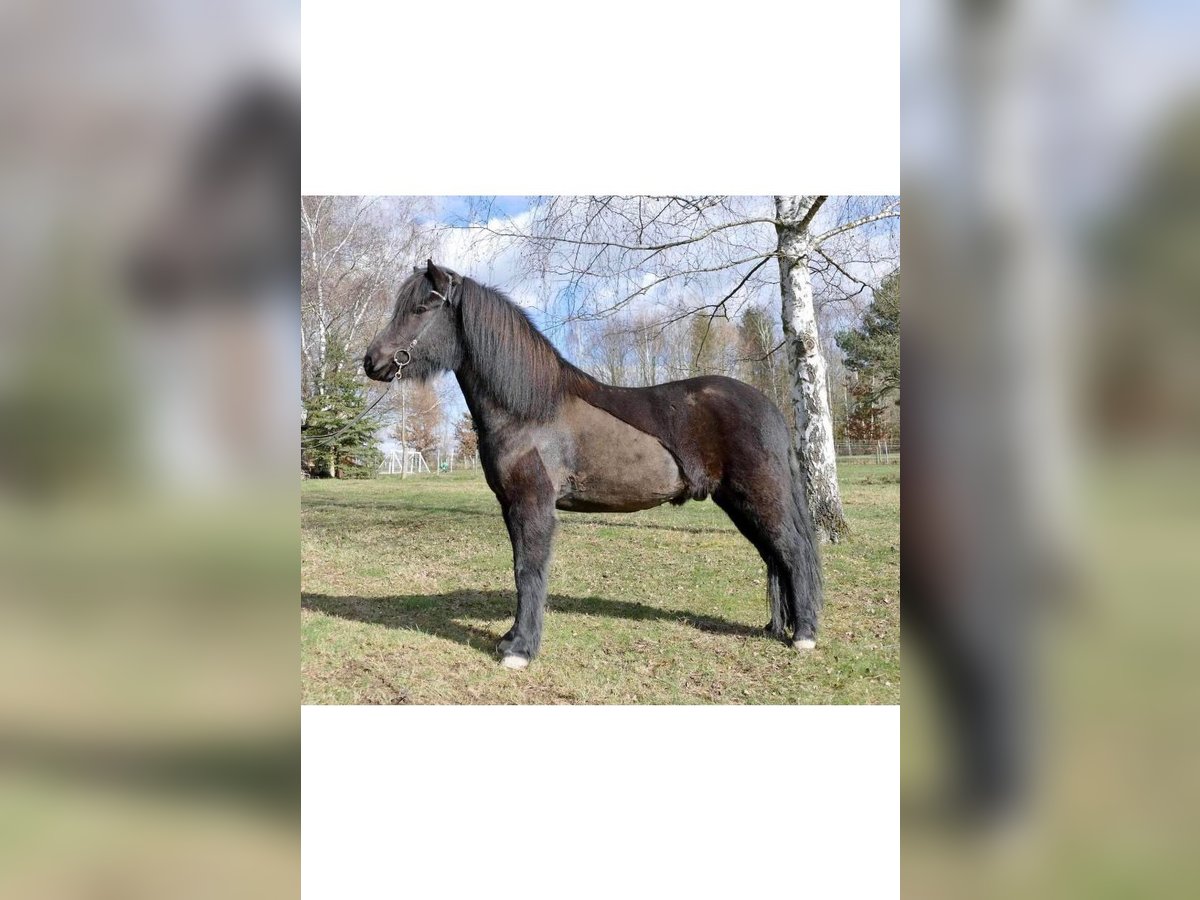 Islandpferd Wallach 11 Jahre 154 cm Rappe in TutzingTutzing Islandpferd Wallach 11 Jahre 154 cm Rappe in TutzingTutzing