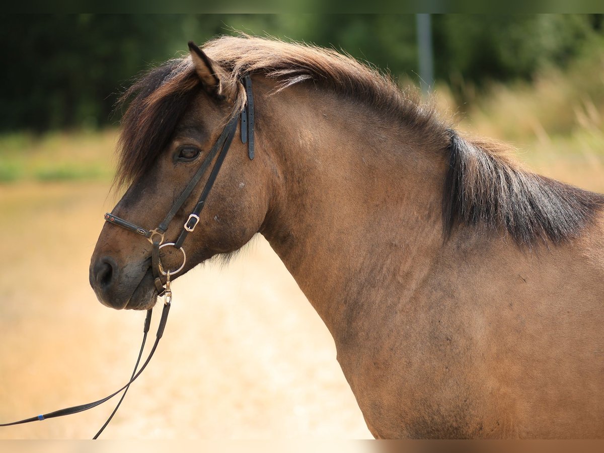 Islandpferd Wallach 12 Jahre 139 cm Falbe in Regenstauf