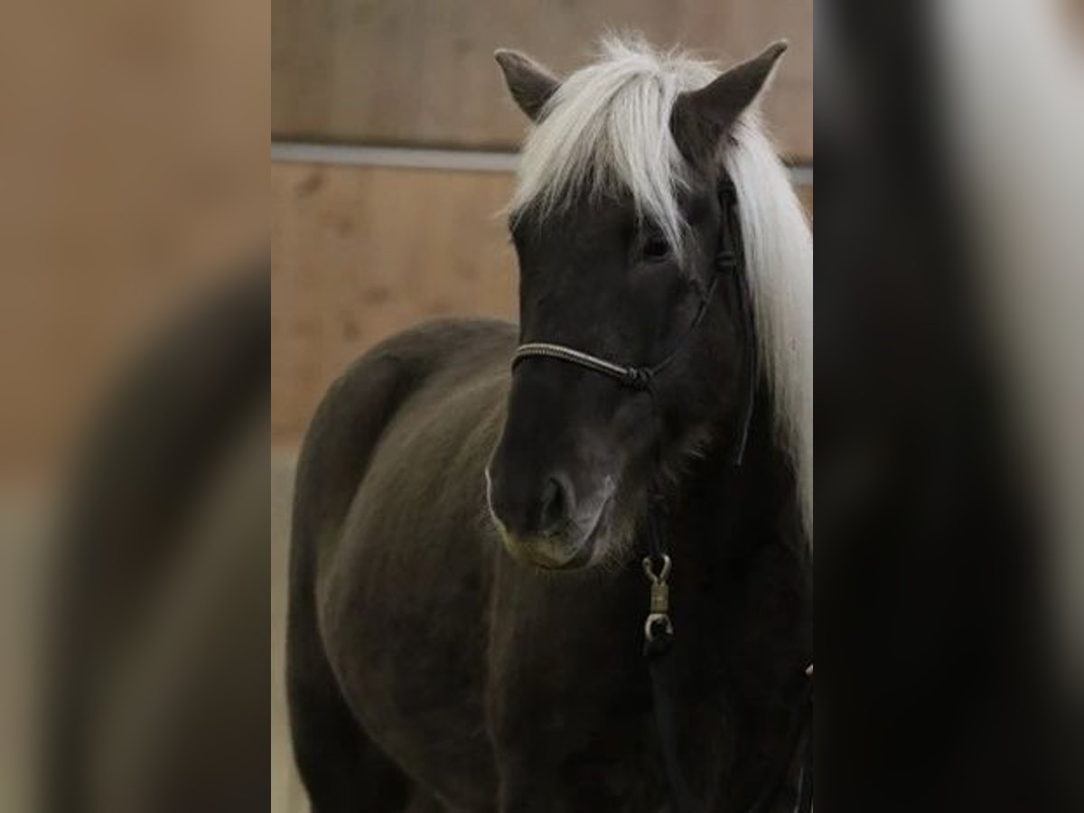 Islandpferd Wallach 12 Jahre 140 cm Dunkelfuchs in M&#xFC;llheim
