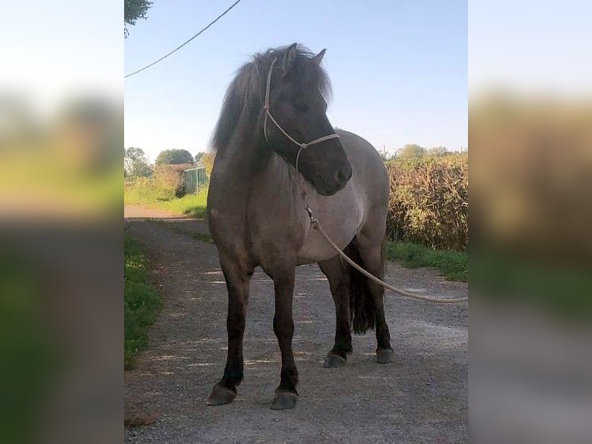 Islandpferd Wallach 12 Jahre 140 cm Falbe in Simmerath