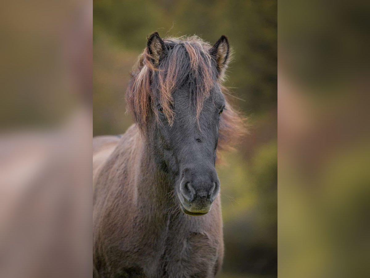 Islandpferd Wallach 12 Jahre 140 cm Falbe in Wermelskirchen