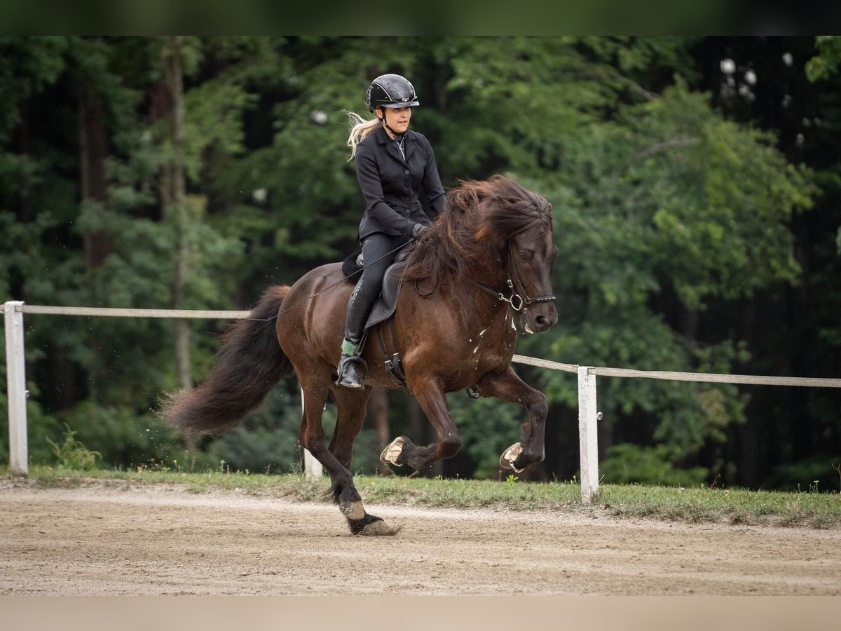 Islandpferd Wallach 12 Jahre 140 cm Rappe in Lochen am See