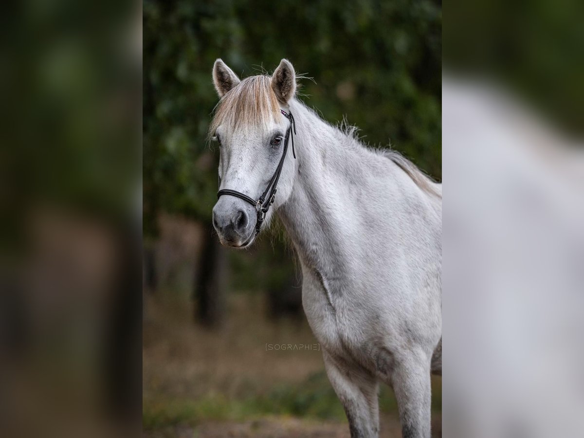 Islandpferd Wallach 12 Jahre 140 cm Schimmel in Ruhlsdorf