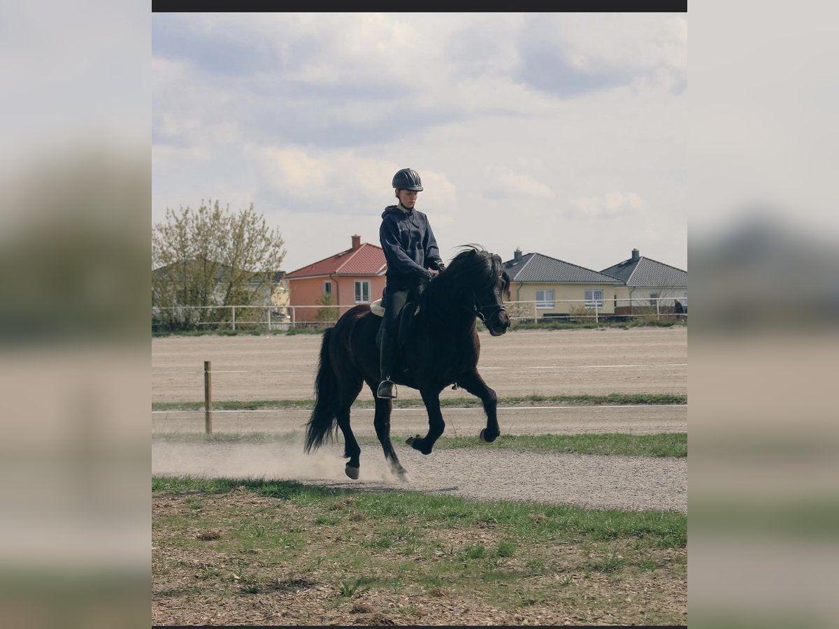 Islandpferd Wallach 12 Jahre 144 cm Rappe in Teltow