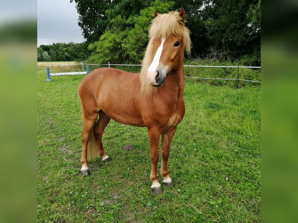 Islandpferd Wallach 12 Jahre 145 cm Fuchs in Bruchhausen-Vilsen