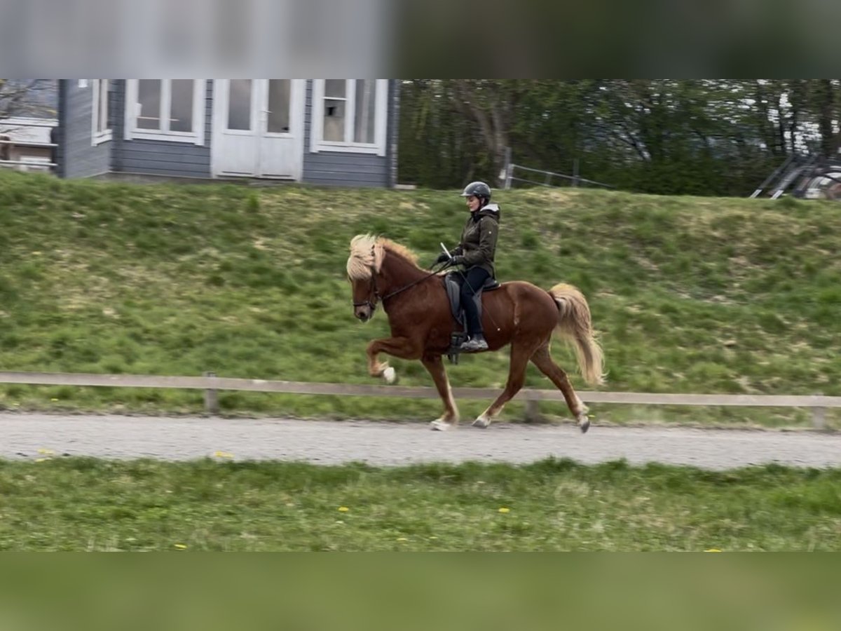 Islandpferd Wallach 12 Jahre 146 cm Fuchs in Wehrheim