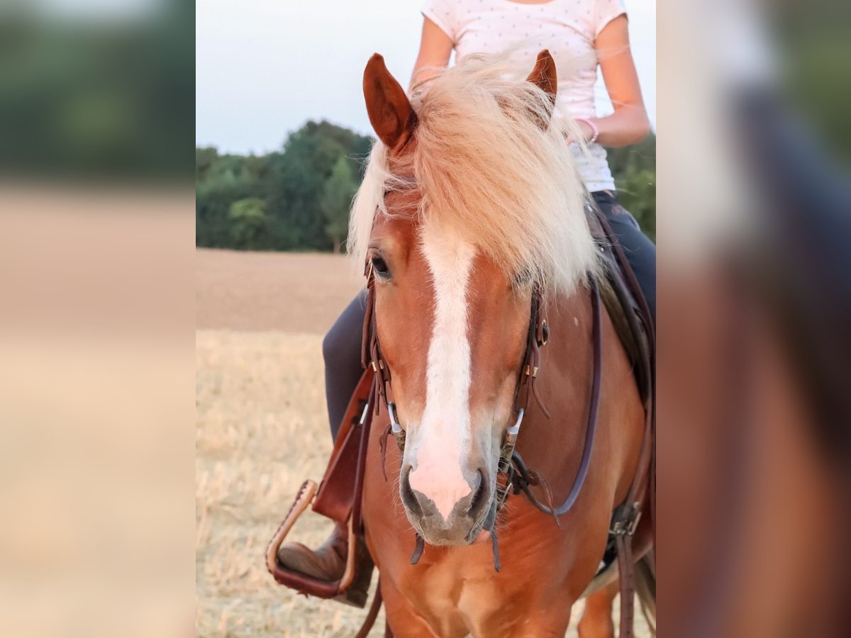 Islandpferd Wallach 13 Jahre 136 cm Fuchs in Willich