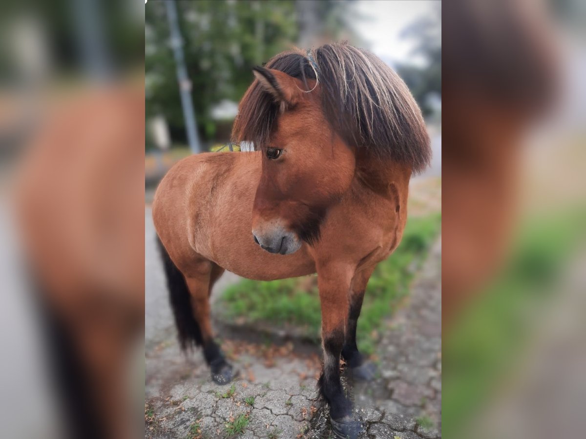 Islandpferd Wallach 13 Jahre 138 cm Falbe in Köln
