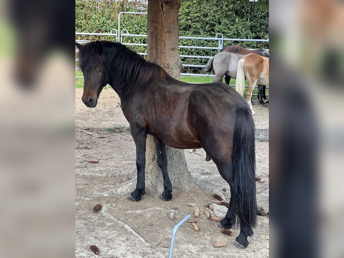 Islandpferd Wallach 13 Jahre 140 cm Brauner in Herdecke