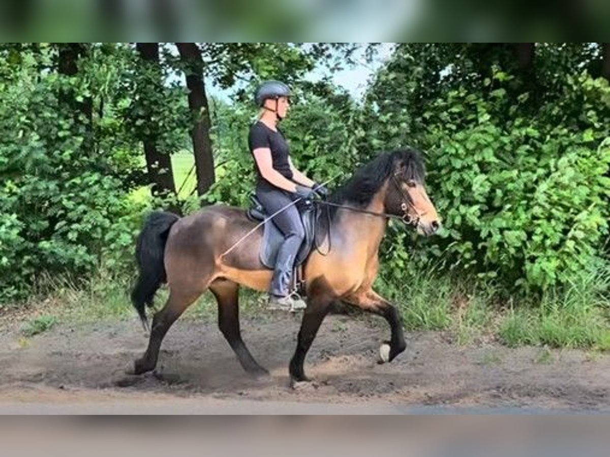 Islandpferd Wallach 13 Jahre 140 cm Brauner in Schneverdingen