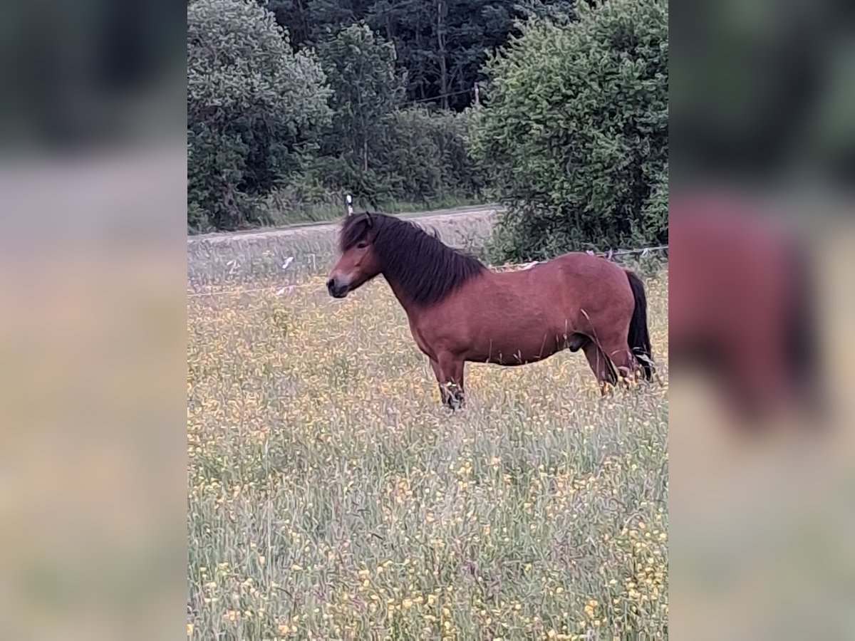 Islandpferd Wallach 13 Jahre 140 cm Brauner in Walsdorf
