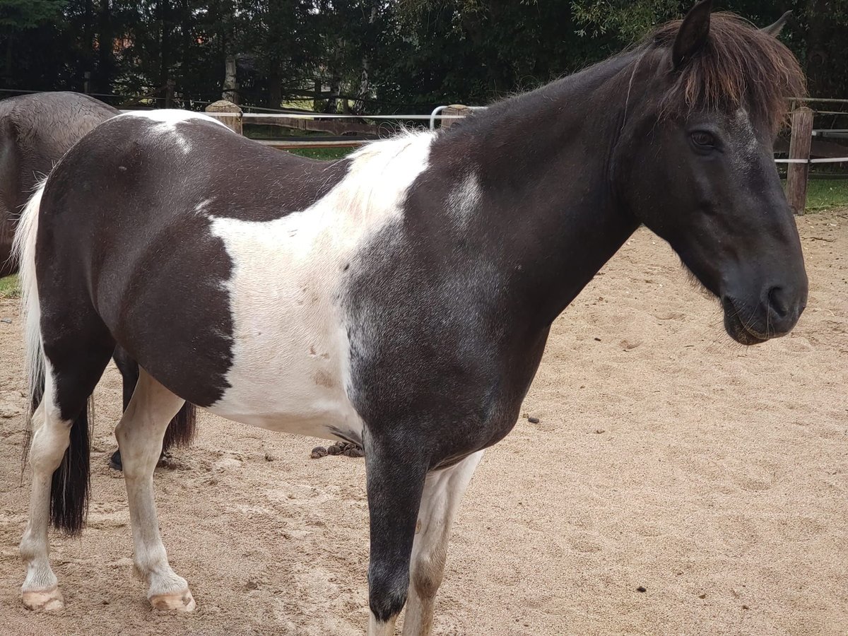 Islandpferd Wallach 13 Jahre 140 cm Schecke in Borstel