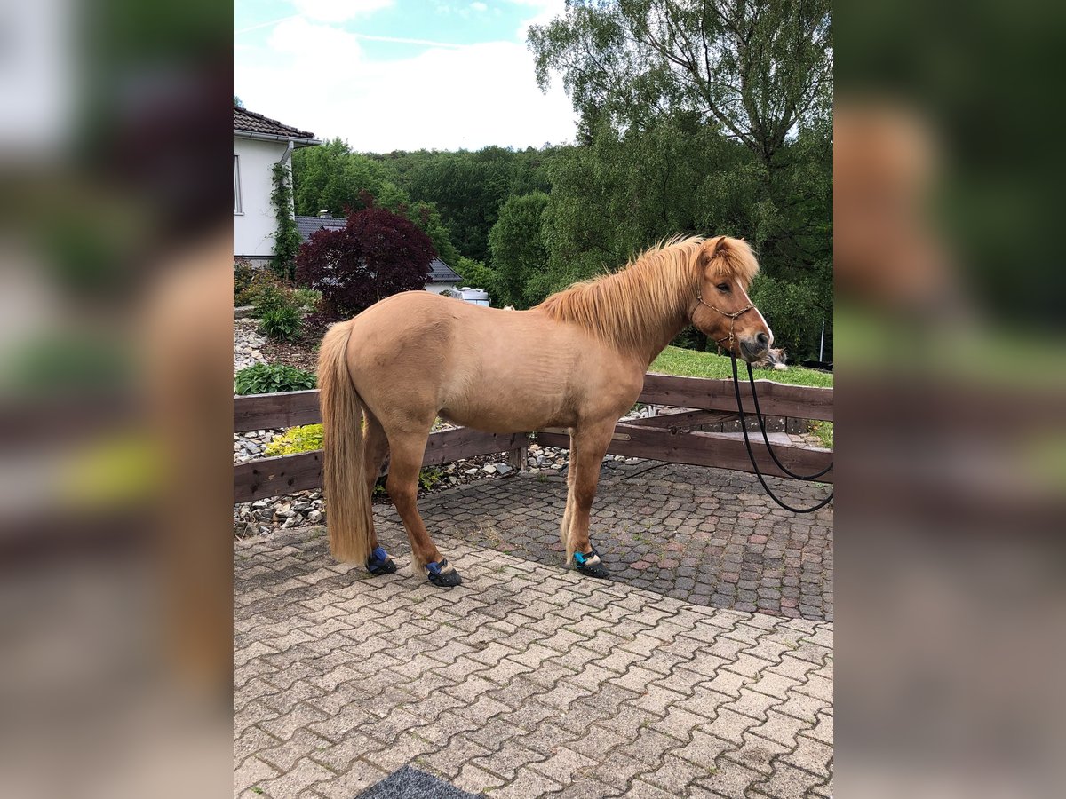 Islandpferd Wallach 13 Jahre 142 cm Falbe in Helsa