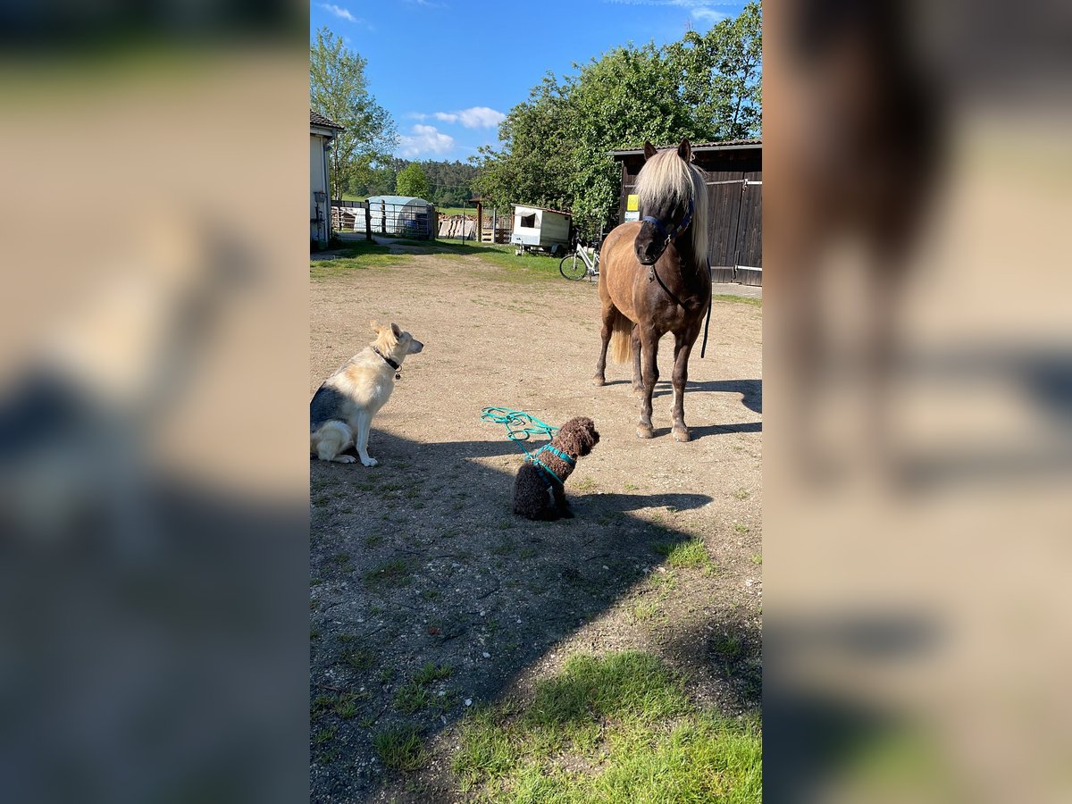 Islandpferd Wallach 13 Jahre 142 cm Falbe in Postbauer-Heng