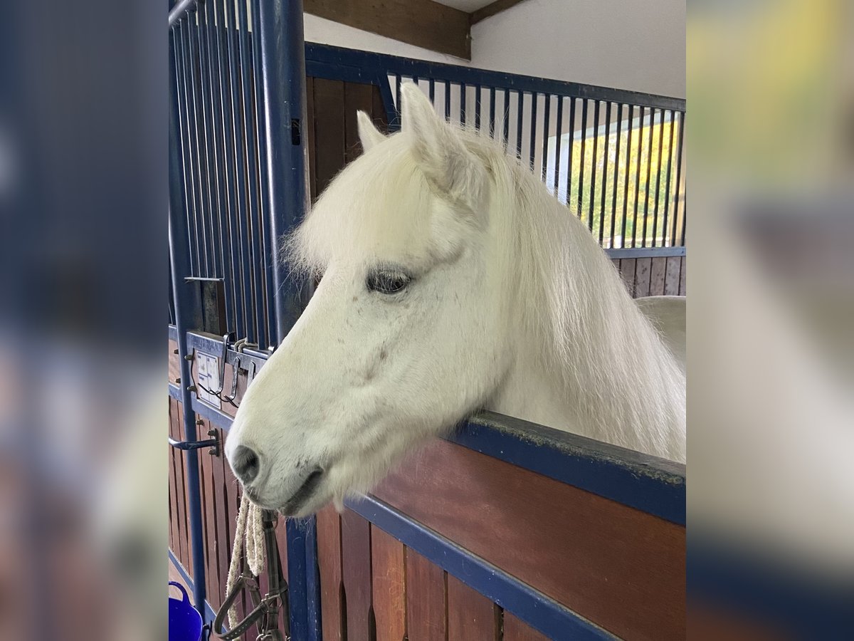 Islandpferd Wallach 13 Jahre in Stockelsdorf