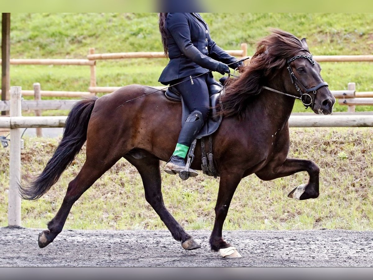 Islandpferd Wallach 14 Jahre 140 cm Rappe in Klingenberg am Main