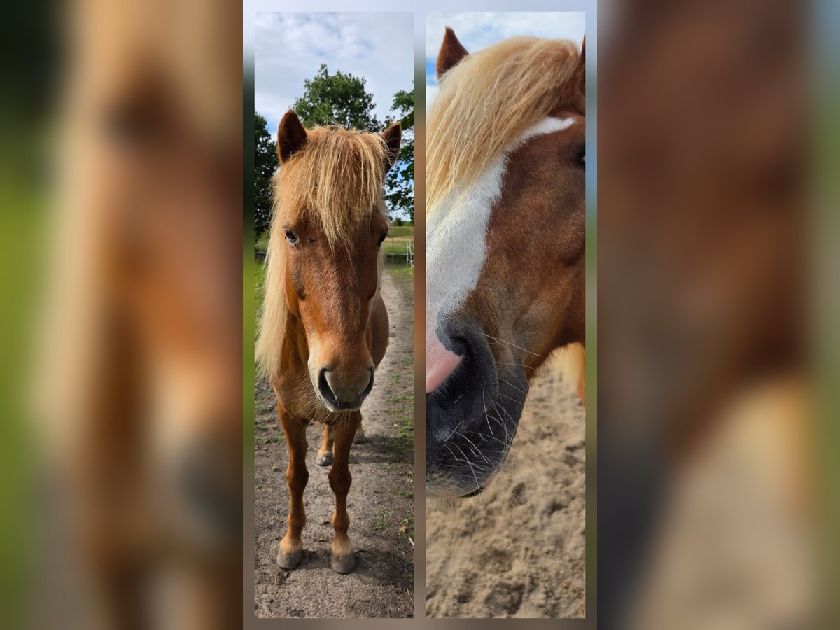 Islandpferd Wallach 14 Jahre 144 cm in Thedinghausen