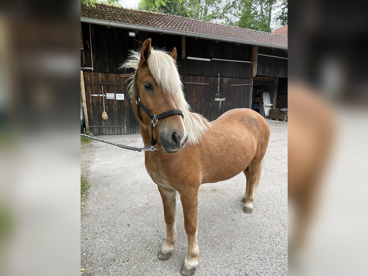 Islandpferd Wallach 14 Jahre 145 cm Fuchs in Neuching